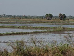 Ayutthaya197_RiceFields