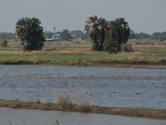 Ayutthaya200_RiceFields