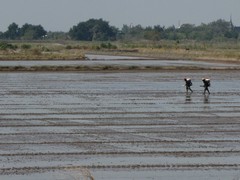 Ayutthaya203_RiceFields