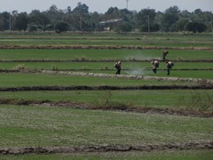 Ayutthaya212_RiceFields