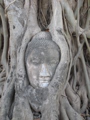 Ayutthaya438_WatMahathat_BuddhaTree