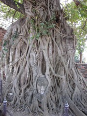 Ayutthaya440_WatMahathat_BuddhaTree