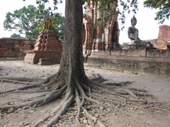 Ayutthaya445_WatMahathat_BuddhaTree