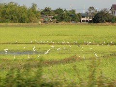 Ayutthaya611_ReturnTrain