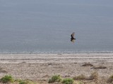 DeathValley0144_ValleyFlats