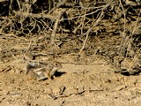 DeathValley0448_FurnaceCreekCamping