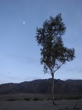 DeathValley1461_MesquiteSandDunes