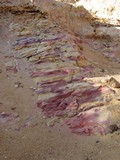 Craters238_PetrifiedForest