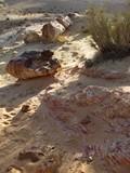 Craters278_PetrifiedForest