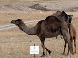 Israel0007_Negev_CrossingDesert