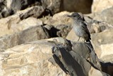 Israel0866_Masada_Birds