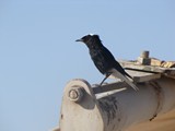 Israel0869_Masada_Birds