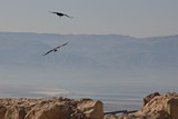 Israel0884_Masada_Birds