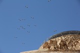 Israel0894_Masada_Birds