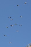 Israel0895_Masada_Birds