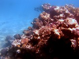 Israel1028_RedSea_SnorkelReef