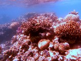 Israel1042_RedSea_SnorkelReef