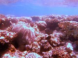 Israel1051_RedSea_SnorkelReef