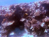 Israel1055_RedSea_SnorkelReef