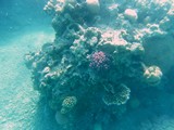 Israel1117_RedSea_SnorkelReef