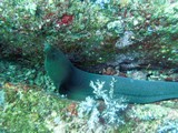 Similan400_ElephantHeadRockDive