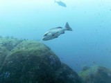 Similan414_ElephantHeadRockDive