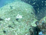 Similan442_ElephantHeadRockDive