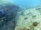 Similan443_ElephantHeadRockDive