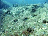 Similan444_ElephantHeadRockDive