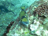 Similan471_TurtleIslandDive