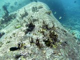 Similan473_TurtleIslandDive