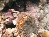 Similan571_CoralGardenDive