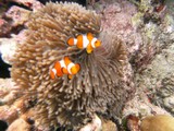 Similan574_CoralGardenDive