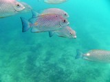 KohTao170_SwimNangYuan