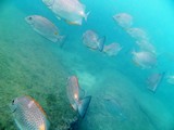 KohTao182_SwimNangYuan