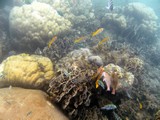 KohTao364_SnorkelingUW