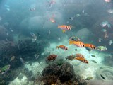 KohTao367_SnorkelingUW