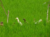 Ubud0017_RiceFields_AyungRiver