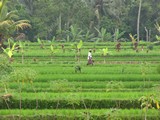 Ubud0019_RiceFields_AyungRiver