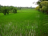 Ubud0033_RiceFields_AyungRiver