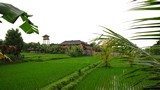 Ubud0062_RiceFields_AyungRiver