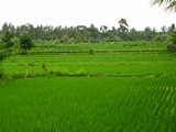 Ubud0075_RiceFields_AyungRiver