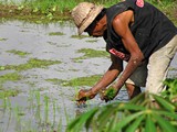 Ubud0081_RiceFields_Pertiwi