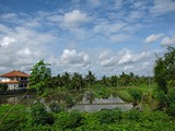 Ubud0083_RiceFields_Pertiwi