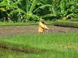 Ubud0085_RiceFields_Pertiwi