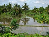 Ubud0087_RiceFields_Pertiwi