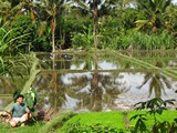 Ubud0104_RiceFields_Pertiwi