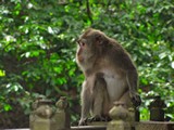 Ubud0118_MonkeyForest