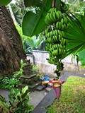 Ubud0465_Pertiwi_Blessings