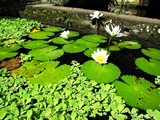 Ubud0548_Pertiwi_AbovePool